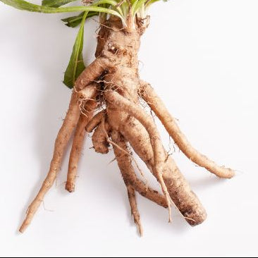 Prebiotics - Inulin