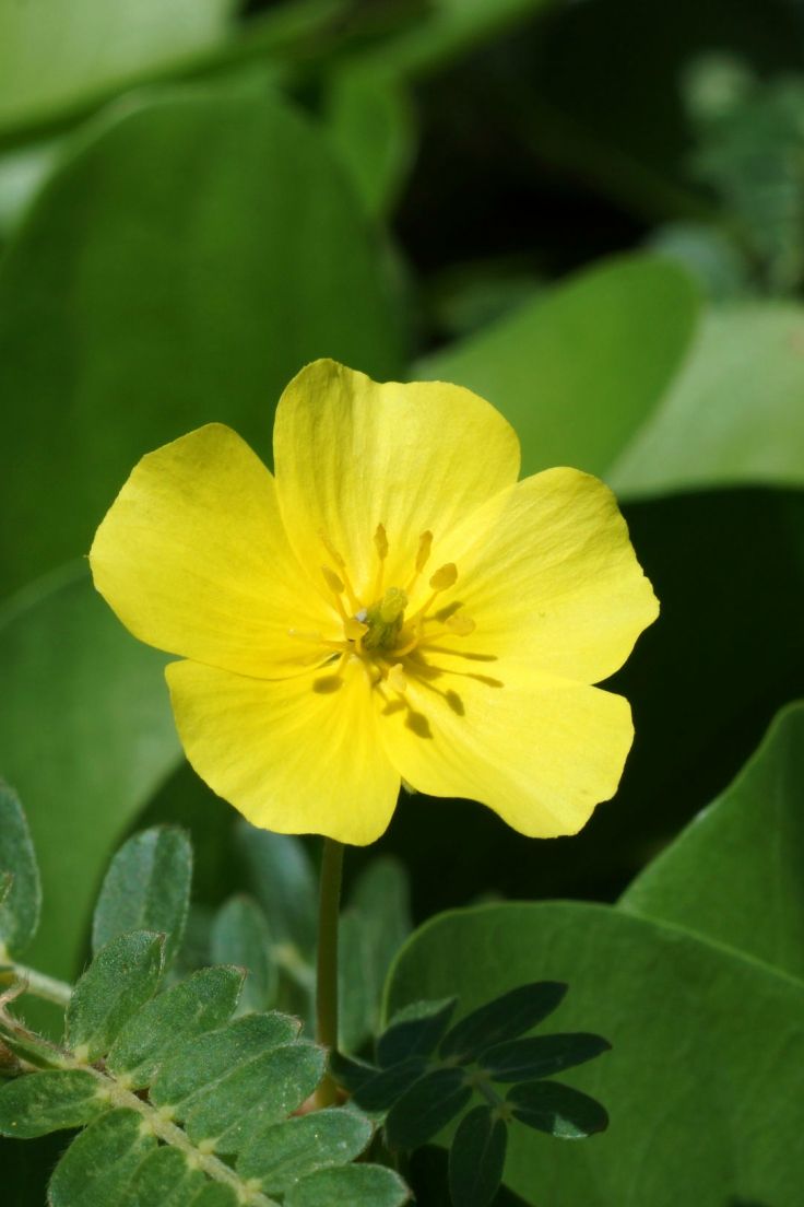 Gokshur (Tribulus Terrestris)