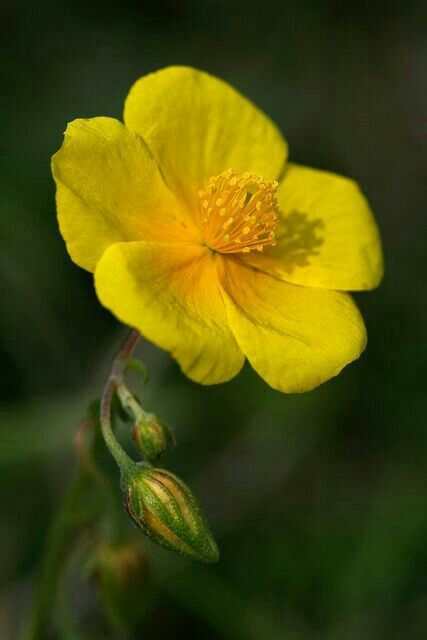 Gokshur (Tribulus Terrestris)