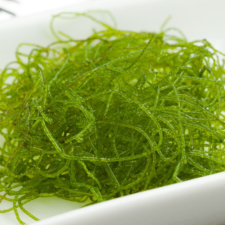 Algal DHA