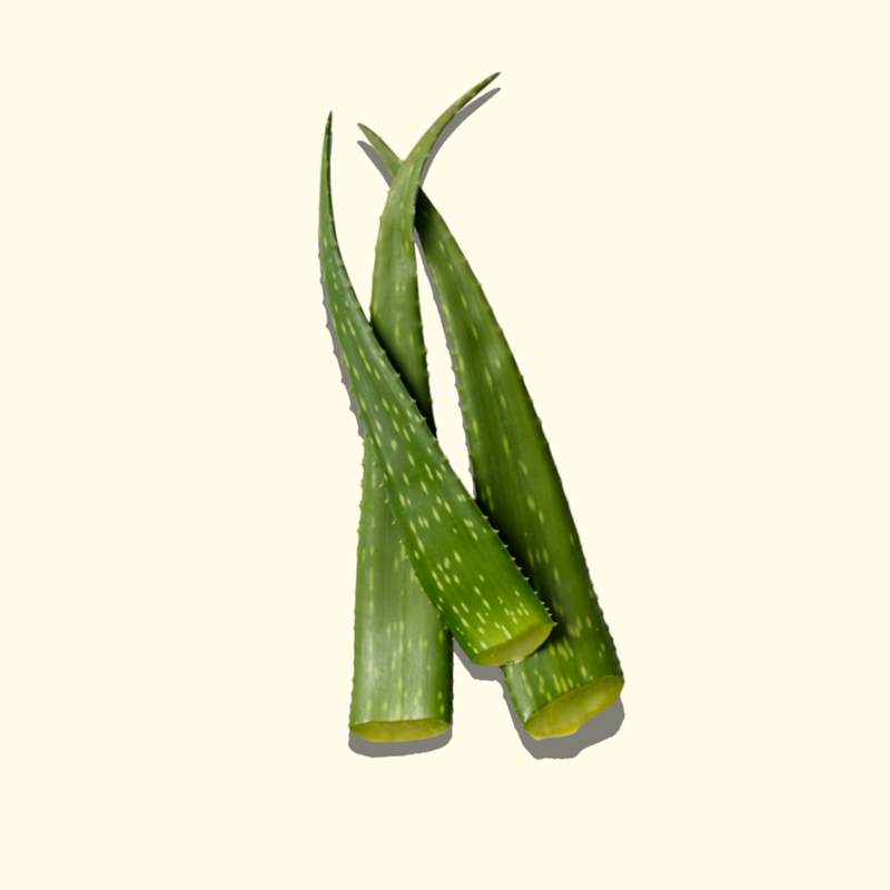 Aloe vera