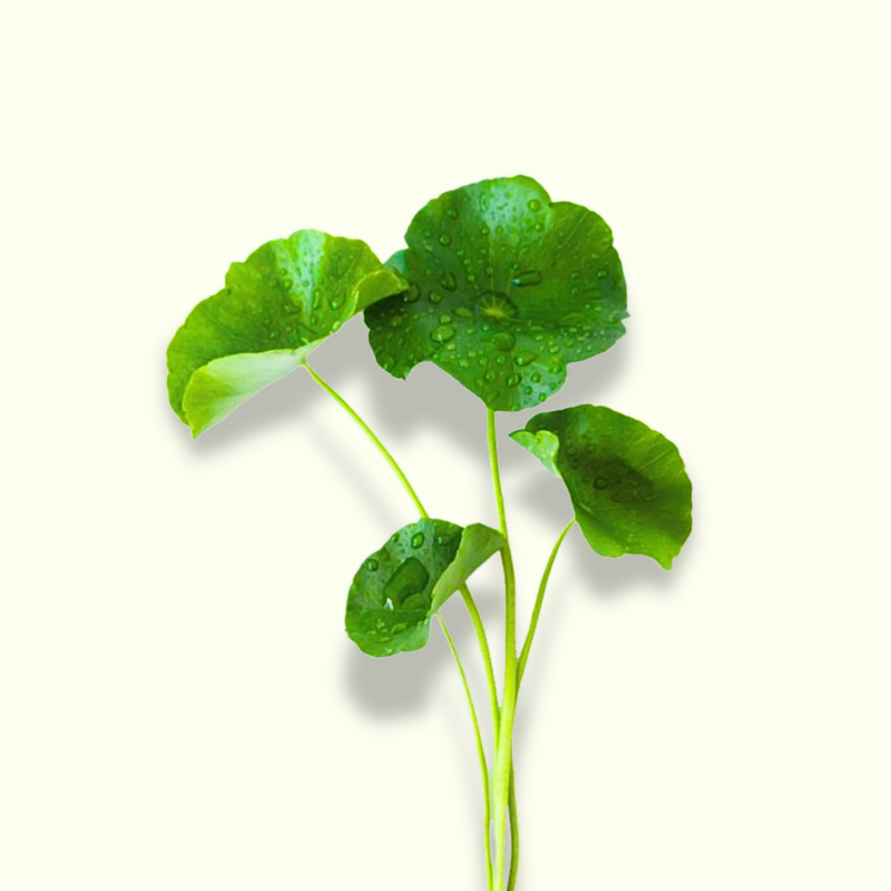 Centella Asiatica
