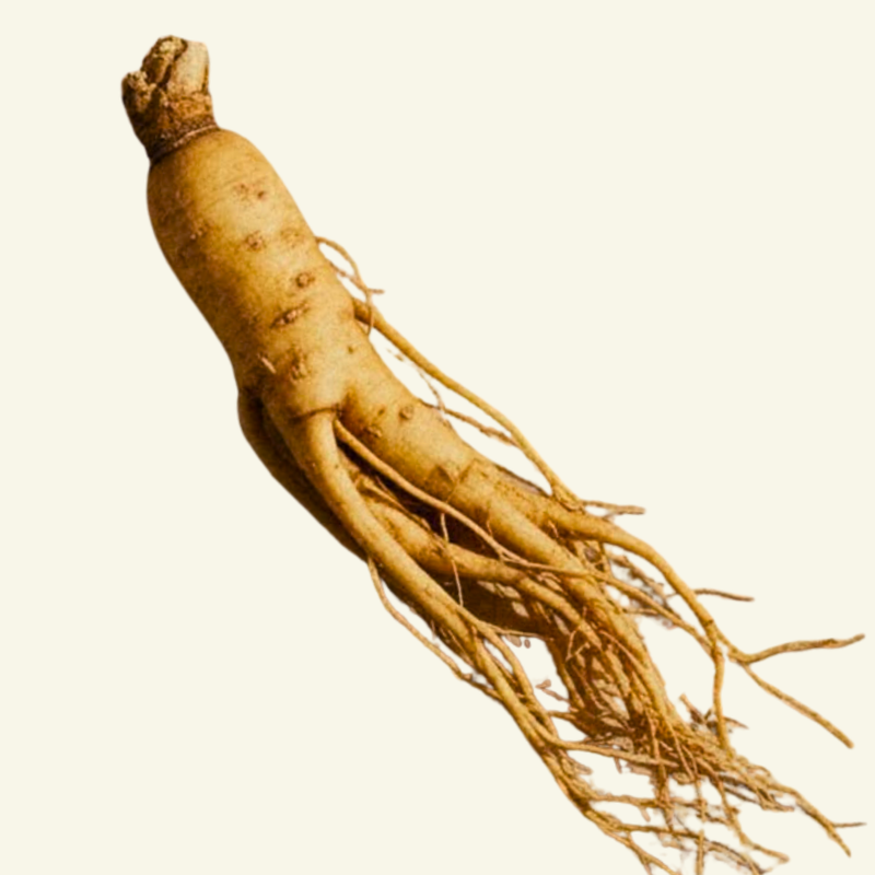 Prebiotics - Fructooligosaccharide