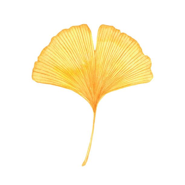 Gingko Biloba