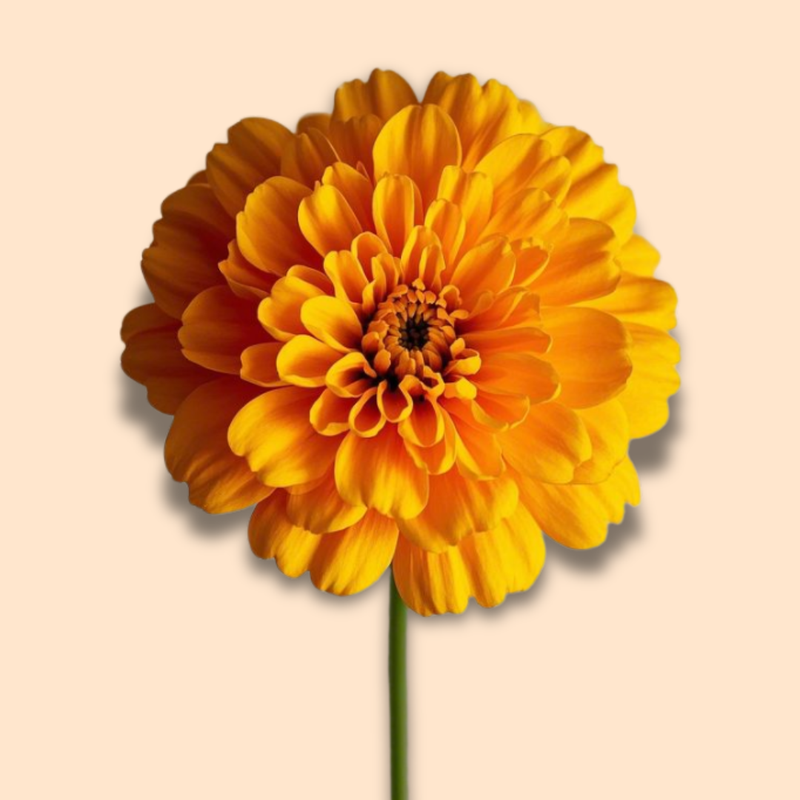 Lutemax 2020® (Lutein - 10mg , Zeaxanthin - 2mg)