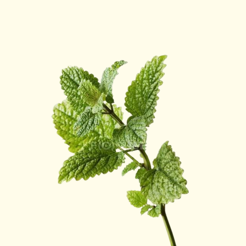 Mint
