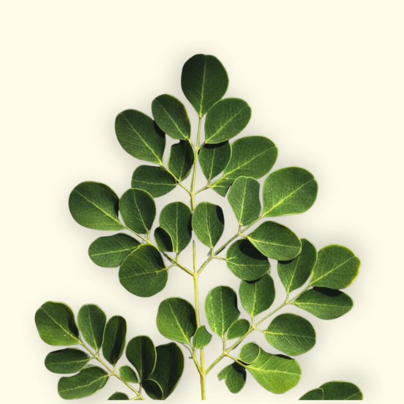 Moringa