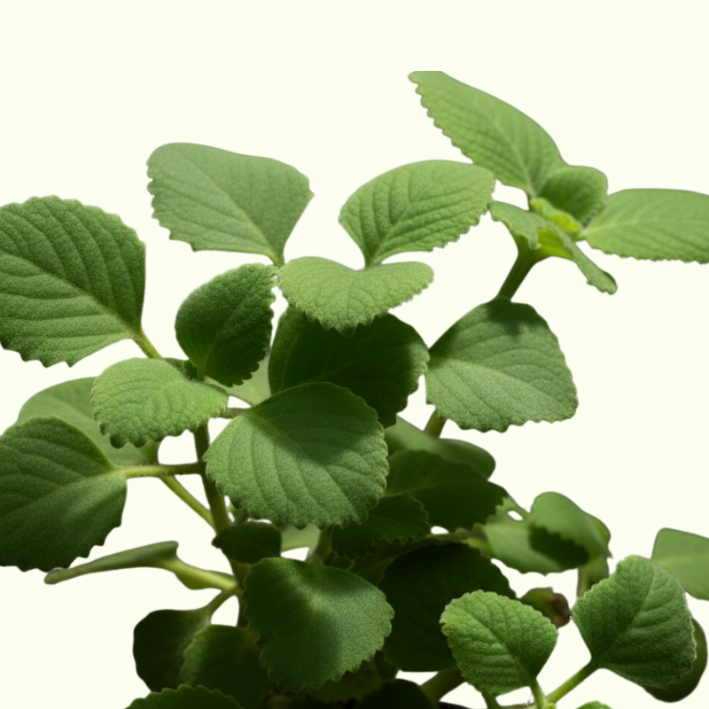 Ajwain