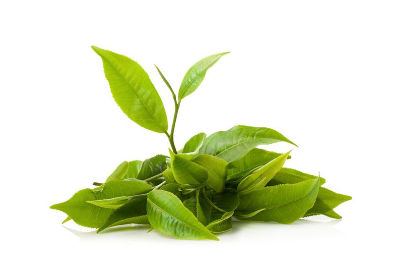 L Theanine