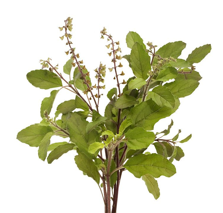 Tulsi (Ocimum sanctum)