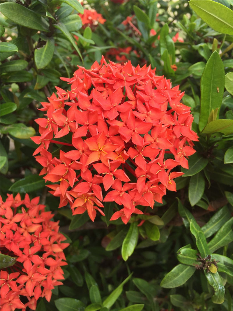 Asoka (Saraca asoca)
