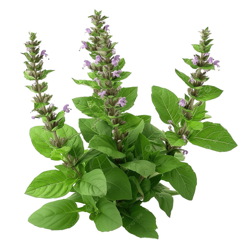 Holy Basil extract