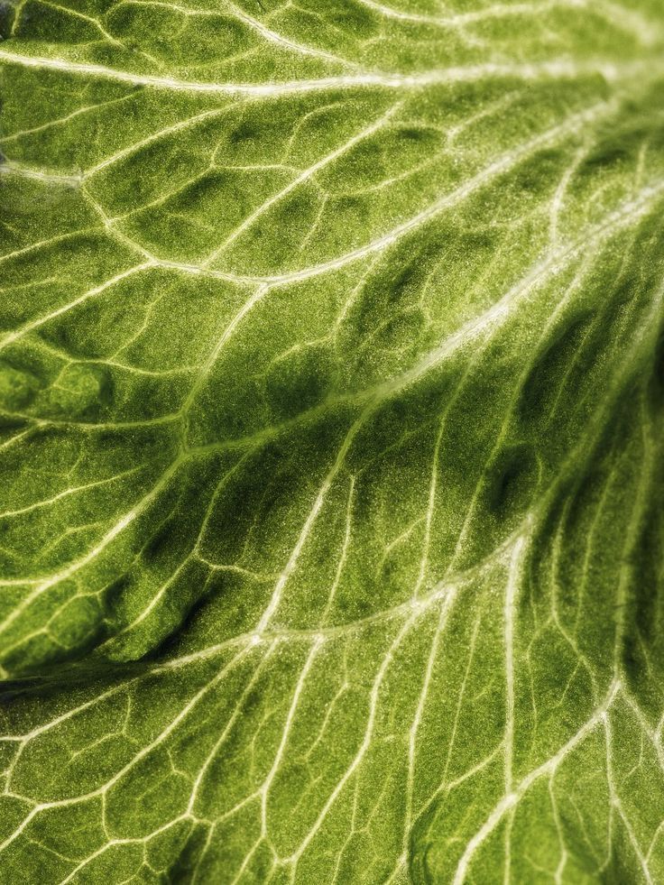 Chlorophyll (copper chlorophyllin)